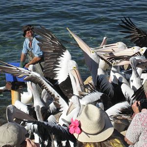 Pelican feeding
