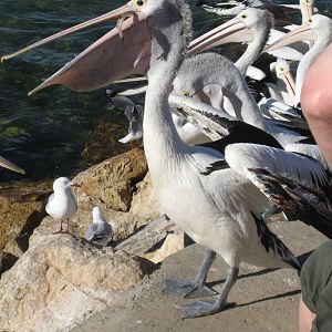 Pelican feeding