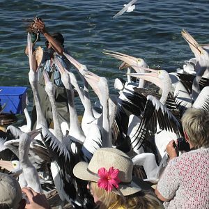 Pelican feeding