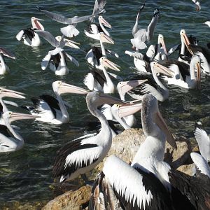 Pelican feeding