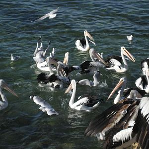 Pelican feeding