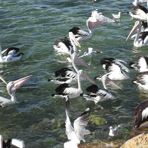 Pelican feeding