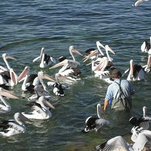 Pelican feeding