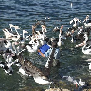 Pelican feeding