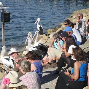 Pelican feeding