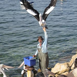 Pelican feeding