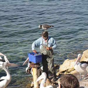 Pelican feeding