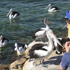 Pelican feeding