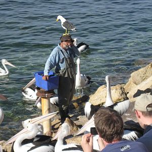 Pelican feeding