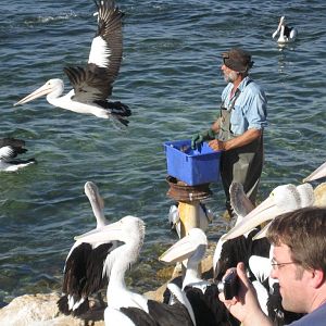 Pelican feeding