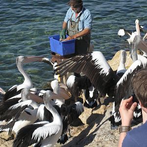 Pelican feeding
