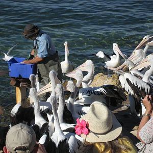 Pelican feeding