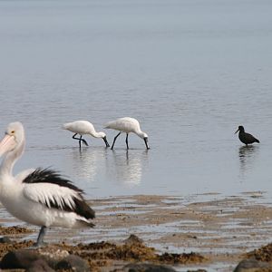 Australian Pelican, Royal Spoonbills and Sooty Oystercatcher