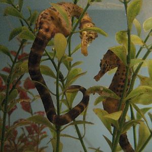 Seahorses