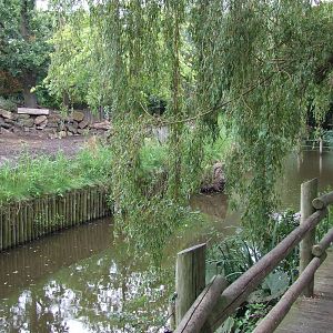 Indian Rhino enclosure