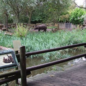Indian Rhino enclosure