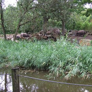 Indian Rhino viewing