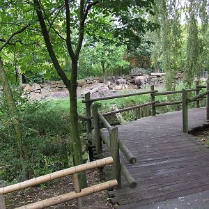 Indian Rhino exhibit