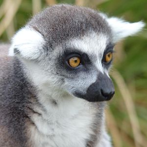 Ring-Tailed Lemur
