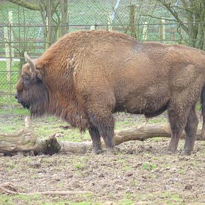 European Bison