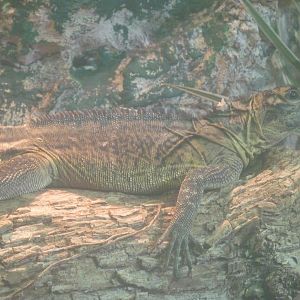 Phillipine Sailfin Lizard