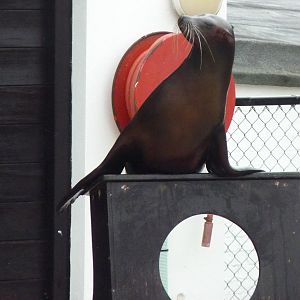 Dom the Sea Lion