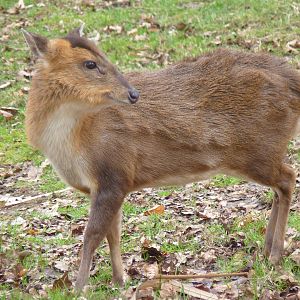 Muntjac Deer