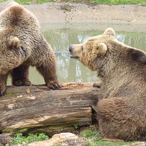 Brown Bears