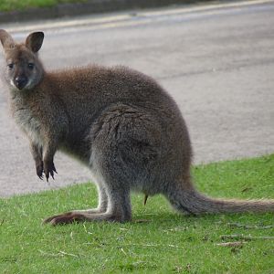 Bennetts Wallaby