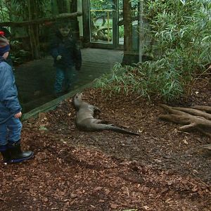 Part of the indoor giant otter enclosure