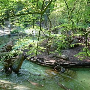 Giant otter outdoor enclosure
