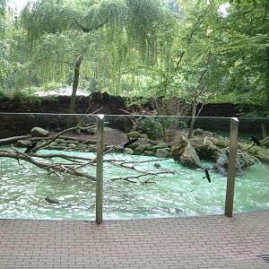 Giant otter outdoor enclosure