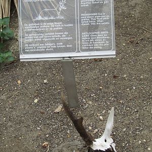 Pronghorn, Burgers Desert