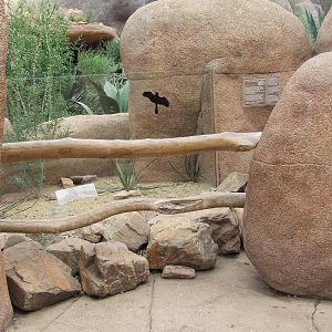 Ornate Box Turtle exhibit, Burgers Desert