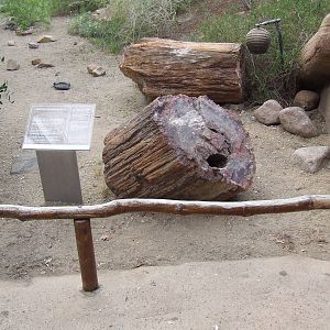 Fossil, Burgers Desert