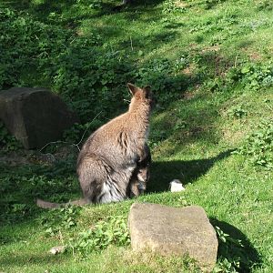 Bennetts wallaby with baby