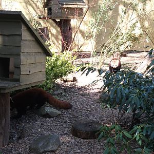 Red Pandas