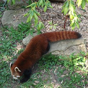 Red Panda
