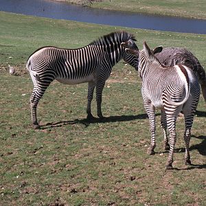 Grevy's Zebra in the valley field