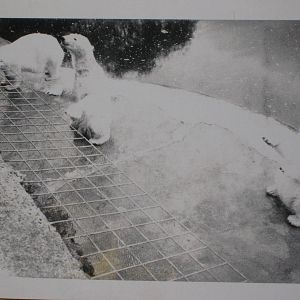 Polar Bears in 1970