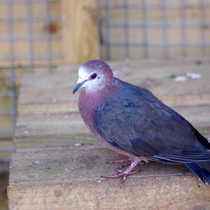 African Lemon Dove??