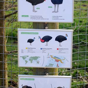 New Cassowary Signs