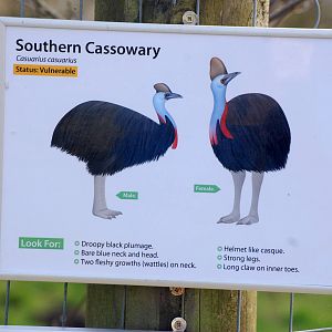 New Cassowary Sign