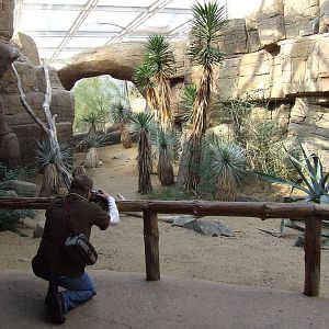 Burrowing Owl exhibit, Burgers Desert
