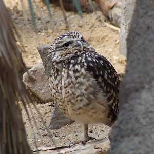 Burrowing Owl, Burgers Desert