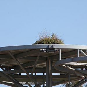 Elephant Odyssey future tree