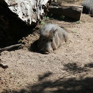 chacoan peccary