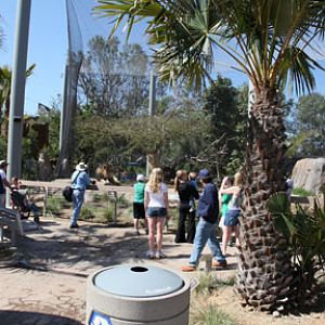 lion exhibit in Elephant Odyssey