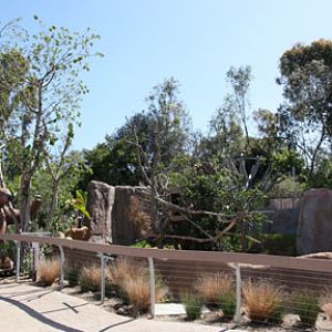 What happened to the trees?