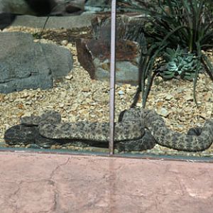 future hybrid rattlesnakes?